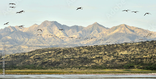 Flamingos in flight. Flamingos fly over the lake Natron. Mountains on the background. Lesser flamingo. Scientific name: Phoenicoparrus minor. Tanzania.