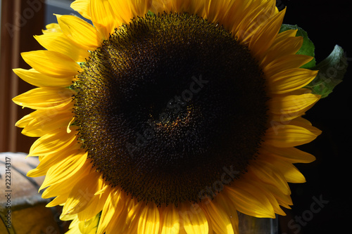 Fototapeta Naklejka Na Ścianę i Meble -  Amazing Look at a Large Sunflower Blossom Up Close
