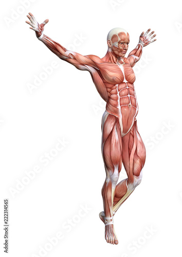 Leinwand Poster 3D Rendering Male Anatomy Figure on White