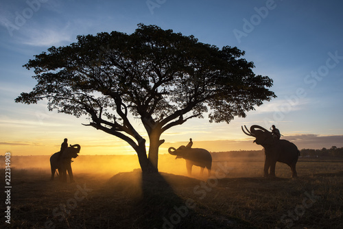 Canvas Print Thailand Countryside; Silhouette elephant on the background of sunset, elephant Thai in Surin Thailand