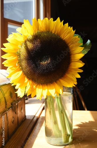 Fototapeta Naklejka Na Ścianę i Meble -  Breathtaking Yellow Sunflower Cut in a Vase