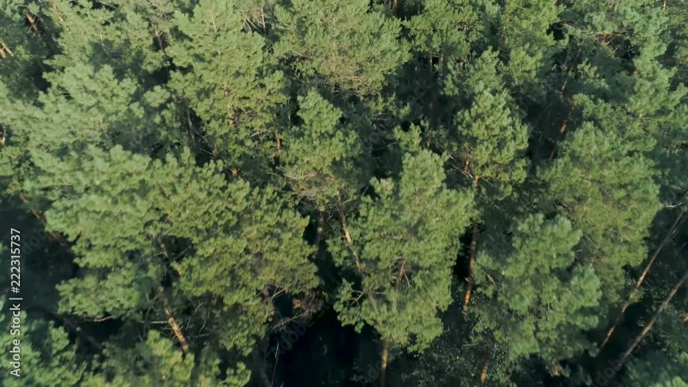 Aerial top view drone shot of green trees in forest. Late summer or early autumn. Aerial top view drone shot of green trees in forest. Late summer or early autumn.