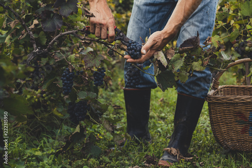 Man harvesting black grapes in the vineyard 
