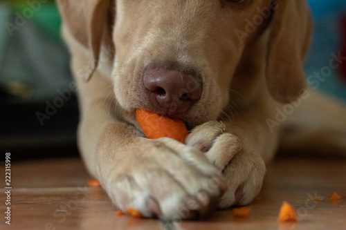 Canvastavla Hund frisst Karotte