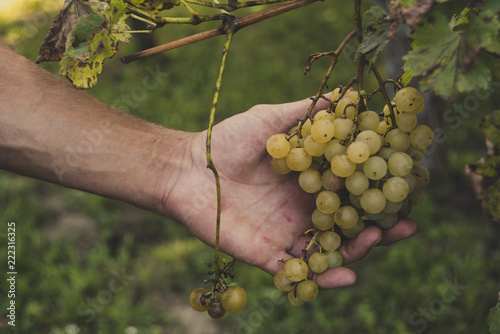 White grapes in male hand