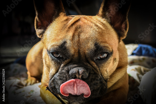  French bulldog closeup © Pablo