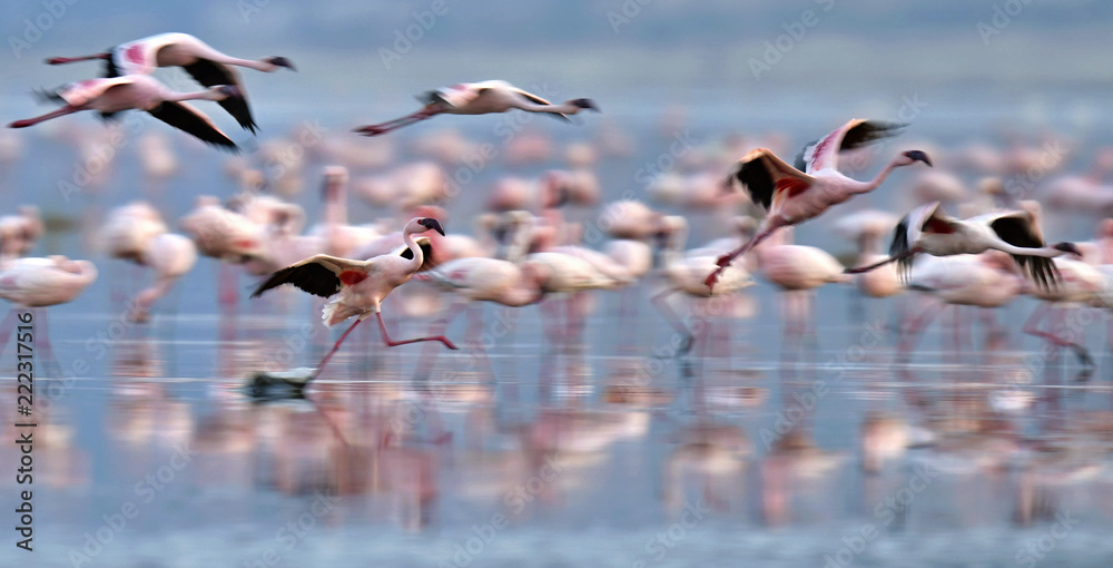 Fototapeta premium Colony of Flamingos on the Natron lake.Lesser Flamingo Scientific name: Phoenicoparrus minor. Tanzania Africa.
