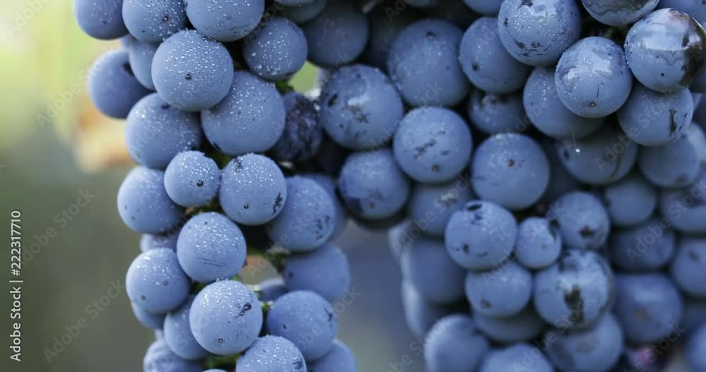 Close up of a blue grape with dew drops