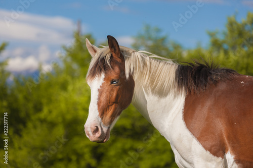 brown and white Pinto horses