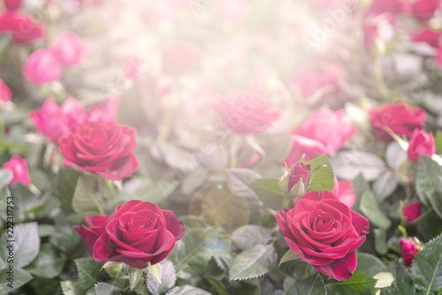 Beautiful red roses. © sandipruel