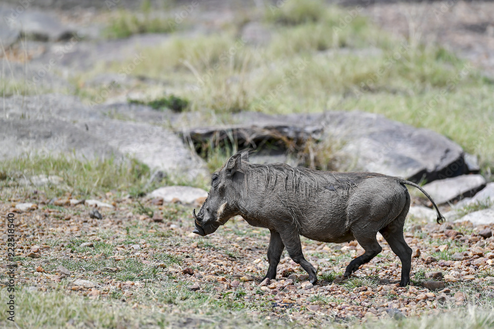 warthog in the savannah of africa warthog in the savannah of africa