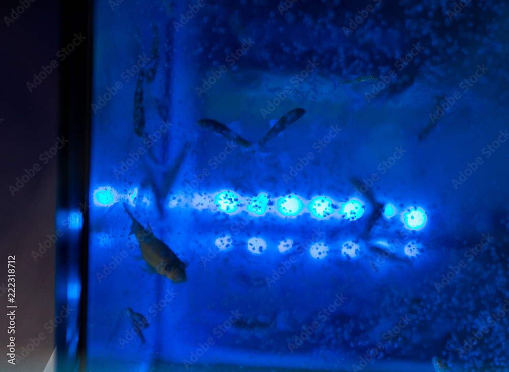 Naklejka premium fish spa in blue water tank