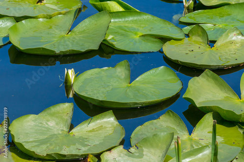 water lilies leaves green and sky reflection