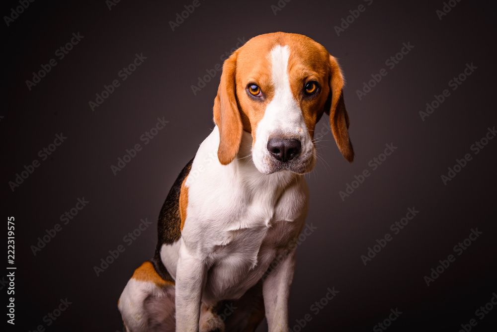 Beagle dog portrait on a black background isolated studio