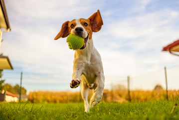 Acrylglasbilder Hund Beagle rennt mit Ball durch Garten  © Przemyslaw Iciak