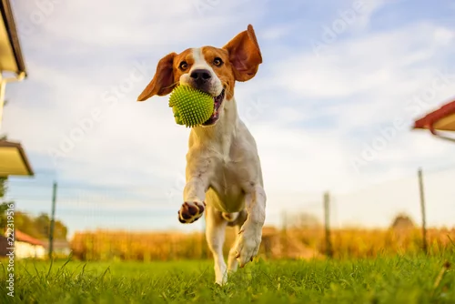 Obraz Zabawa psa rasy Beagle w ogrodzie na zewnątrz biegać i skakać z piłką w kierunku kamery