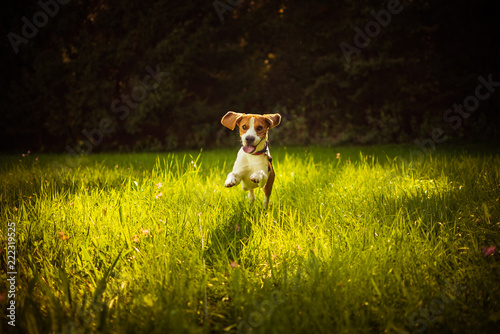 Beagle dog fun on meadow in summer outdoors run and jump towards camera