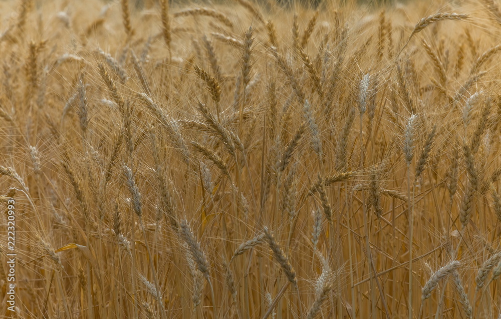 Background of wheat. Ripe wheat. Harvest of bread. Ears. A large species of ears. Background of wheat. Ripe wheat. Harvest of bread. Ears. A large species of ears.