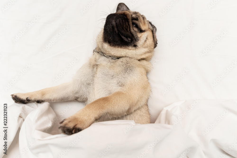 Cute pug dog breed lying on white bed and sleep with blanket in bedroom with funny face and feeling so happiness in the morning