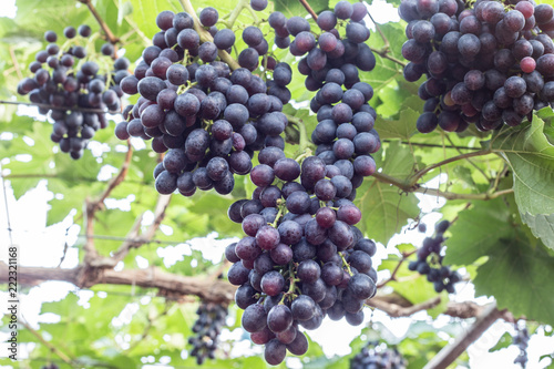 grapes harvest in vineyards