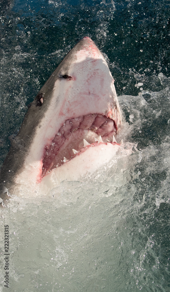 Fototapeta premium Great white shark, Carcharodon carcharias, with open mouth. Great White Shark (Carcharodon carcharias) in ocean water an attack. Hunting of a Great White Shark (Carcharodon carcharias). South Africa.