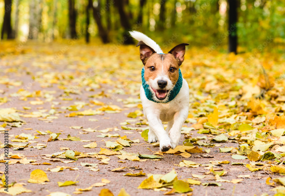 Dog walking off leash alone at beautiful fall (autumn) park alley Dog walking off leash alone at beautiful fall (autumn) park alley