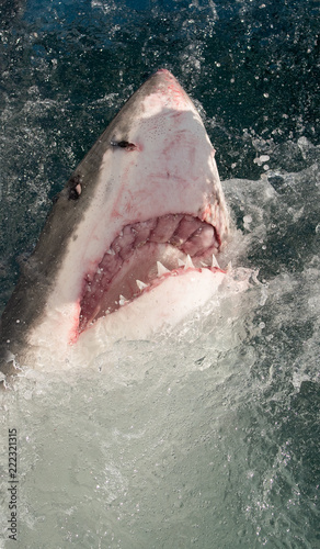 Great white shark  Carcharodon carcharias  with open mouth. Great White Shark  Carcharodon carcharias  in ocean water an attack. Hunting of a Great White Shark  Carcharodon carcharias . South Africa.