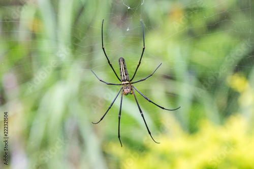 Spider on spider web with graden background.
