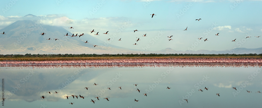 Obraz premium Colony of Flamingos on the Natron lake. Lesser Flamingo Scientific name: Phoenicoparrus minor. Flamingos in the water near the shore of Lake Natron. Colony of flamingos. Panorama. Tanzania.