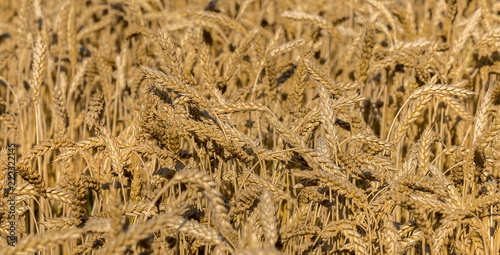 Background of wheat. Ripe wheat. Harvest of bread. Ears. A large species of ears. photo