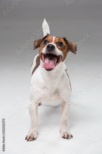 Fototapeta Naklejka Na Ścianę i Meble -  Jack Russel terrier
