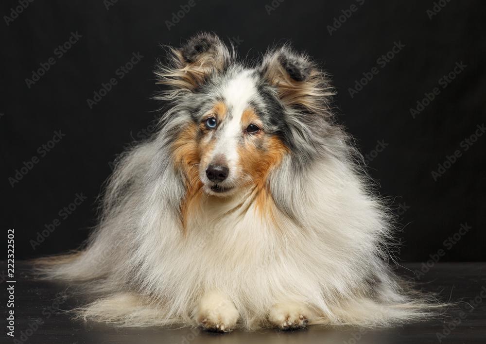 Sheltie dog on Isolated Black Background in studio