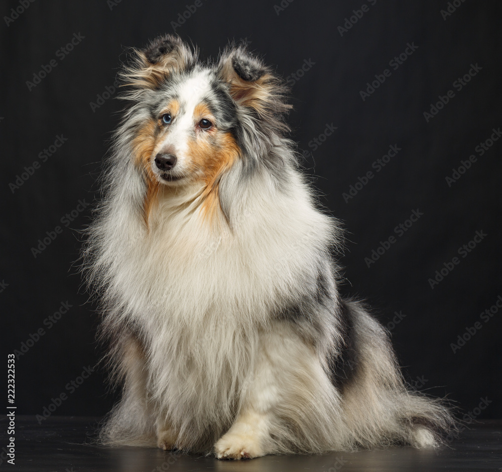 Sheltie dog on Isolated Black Background in studio Sheltie dog on Isolated Black Background in studio