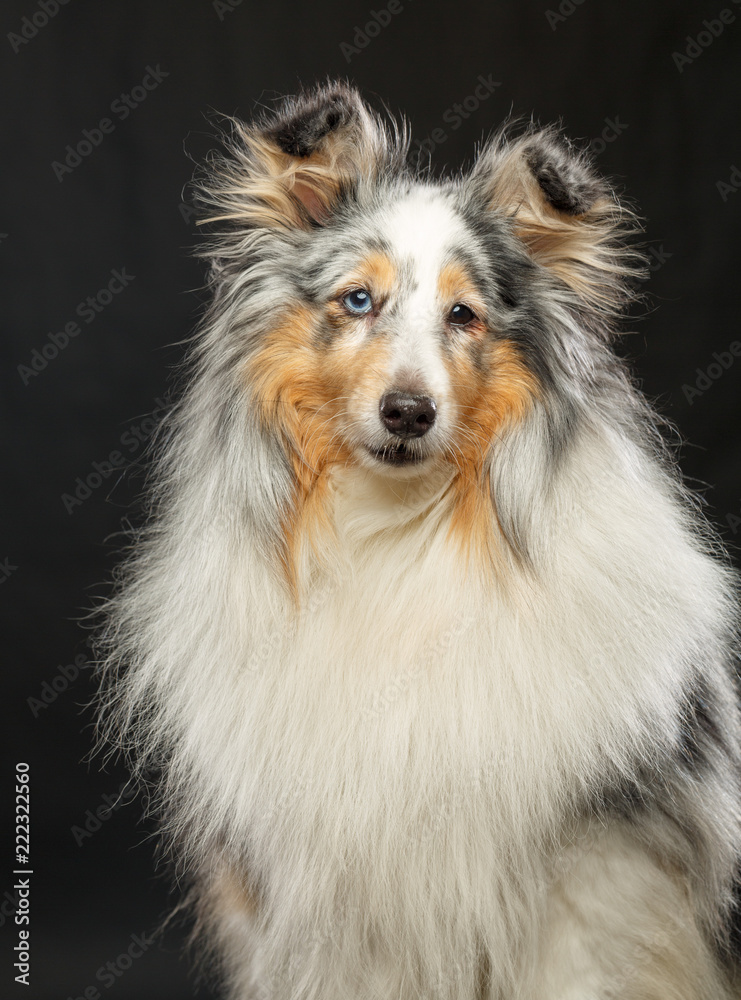 Sheltie dog on Isolated Black Background in studio Sheltie dog on Isolated Black Background in studio