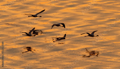 Wallpaper Mural Lesser flamingos. Scientific name: Phoenicoparrus minor. Flying Flamingos above the golden water of Lake Natron at sunset. Aerial View. From above. Torontodigital.ca