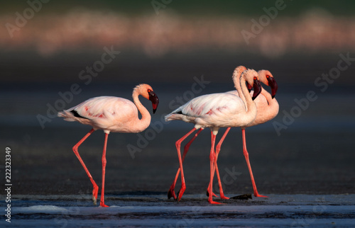 Walking Lesser flamingos Scientific name: Phoenicoparrus minor walk on the water of Lake Natron. Tanzania. Africa.