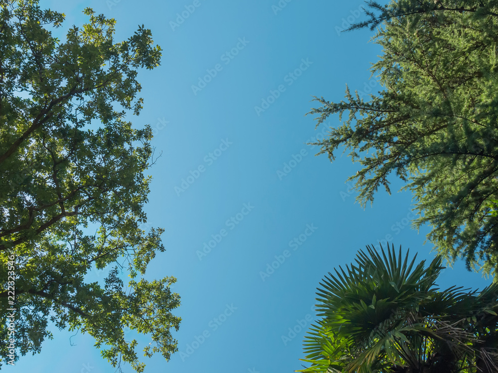 crowns of trees (oak fir and palm) against the cloudless sky crowns of trees (oak fir and palm) against the cloudless sky