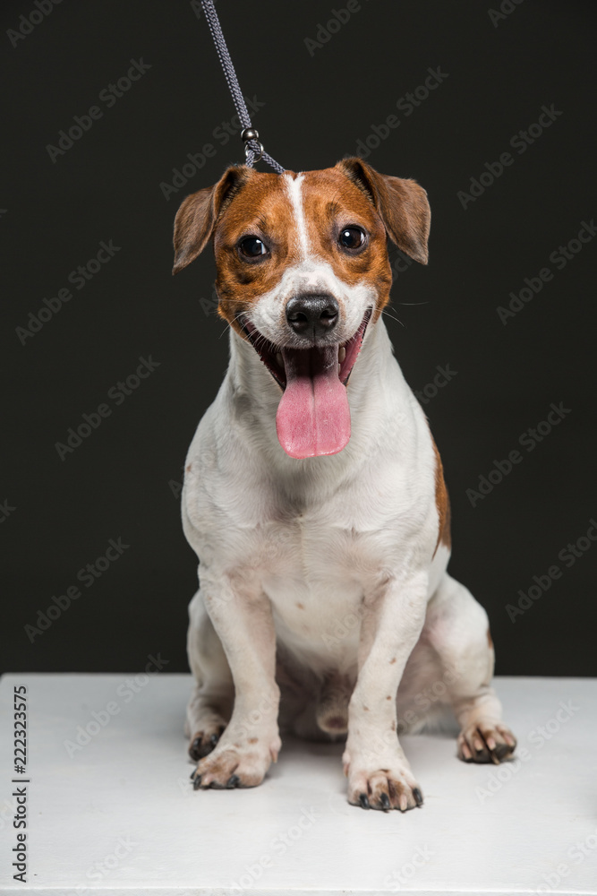Jack Russel terrier