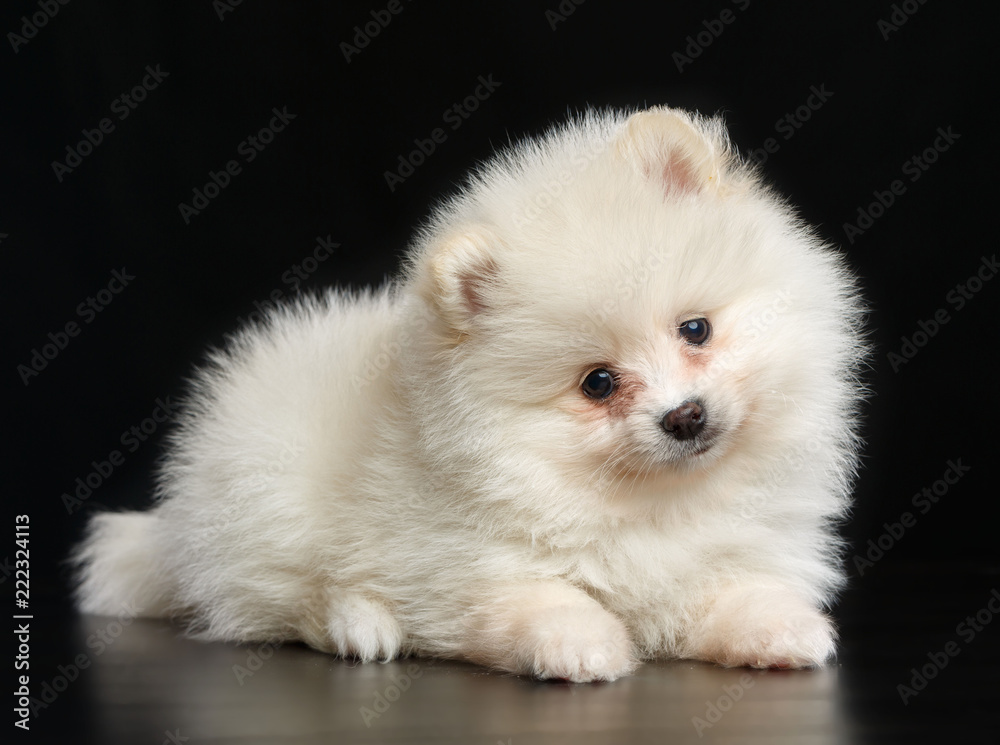Pomeranian spitz Dog on Isolated Black Background in studio Pomeranian spitz Dog on Isolated Black Background in studio