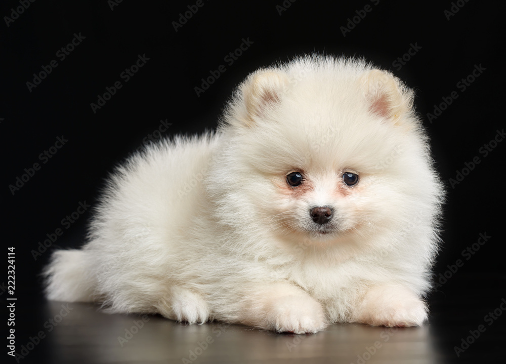 Pomeranian spitz Dog on Isolated Black Background in studio