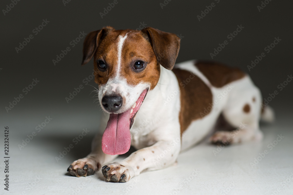 Jack Russel terrier