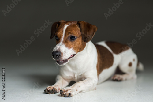 Jack Russel terrier © Alexander
