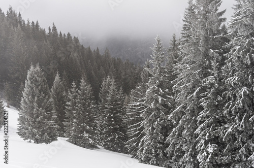 The snow-covered evergreen forest in the fog; Mountain slopes in the mist; Monochrome scene; Gloomy mood on winter day