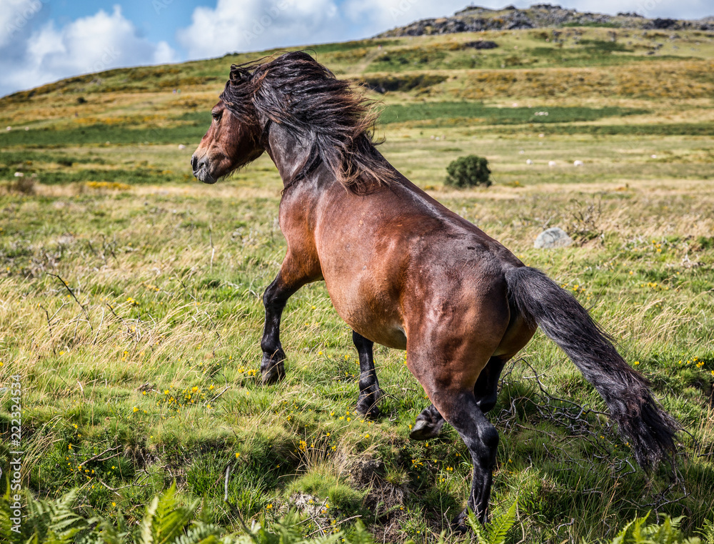 Fototapeta premium close up of wild dartmoor pony