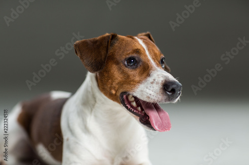 Jack Russel terrier © Alexander