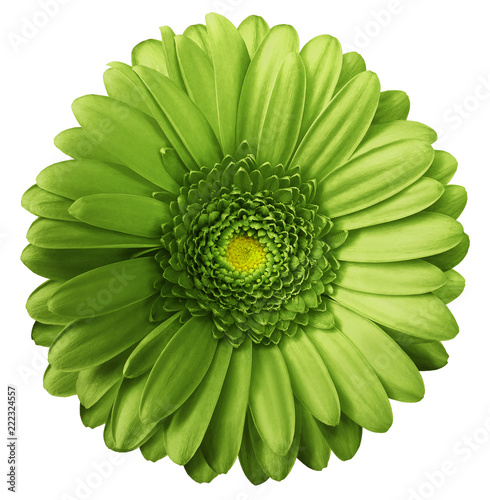 Gerbera green  flower  on white isolated background with clipping path.  no shadows. Closeup.  Nature. photo