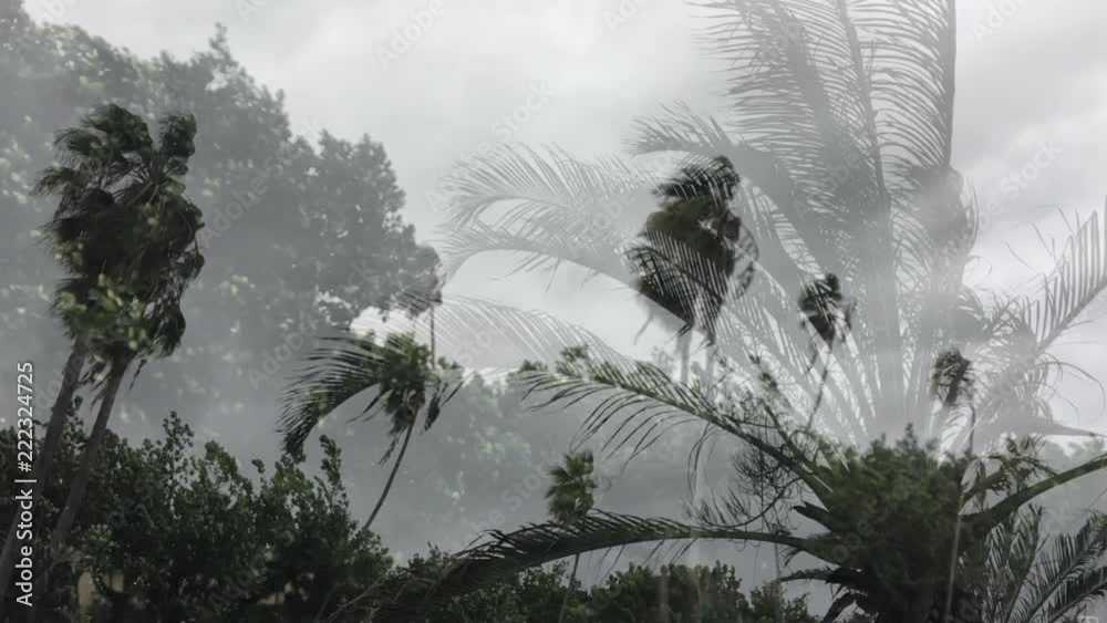 Storm winds blowing through tropical palm trees under gray skies