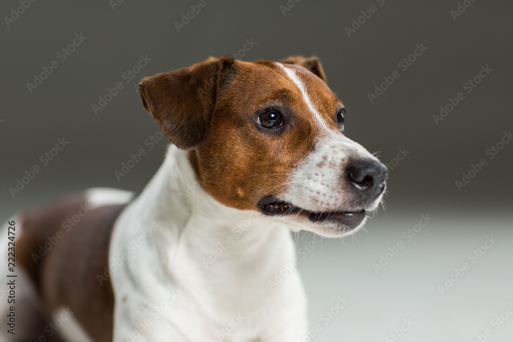 Jack Russel terrier