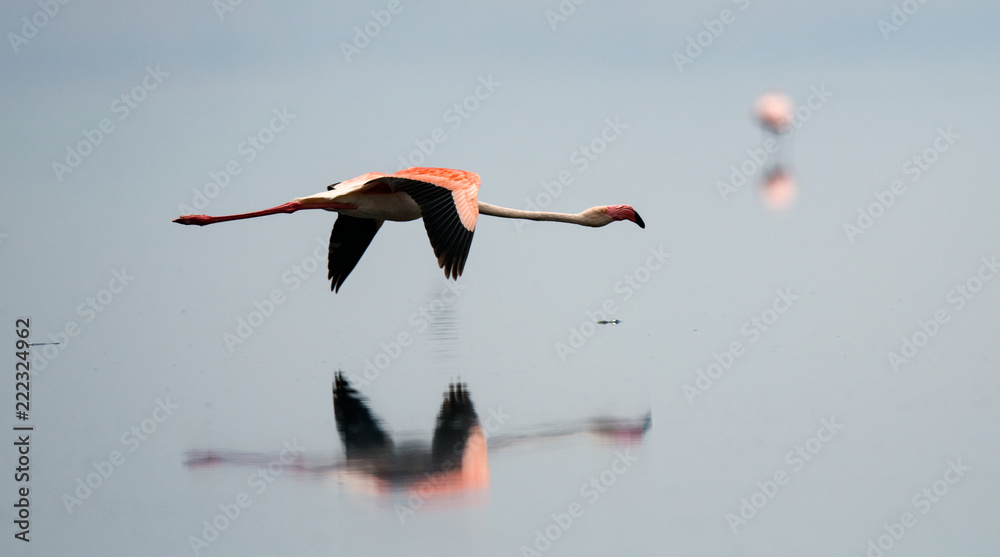 Obraz premium Flamingos in flight. Flying flamingos over the water of Natron Lake. Tanzania.