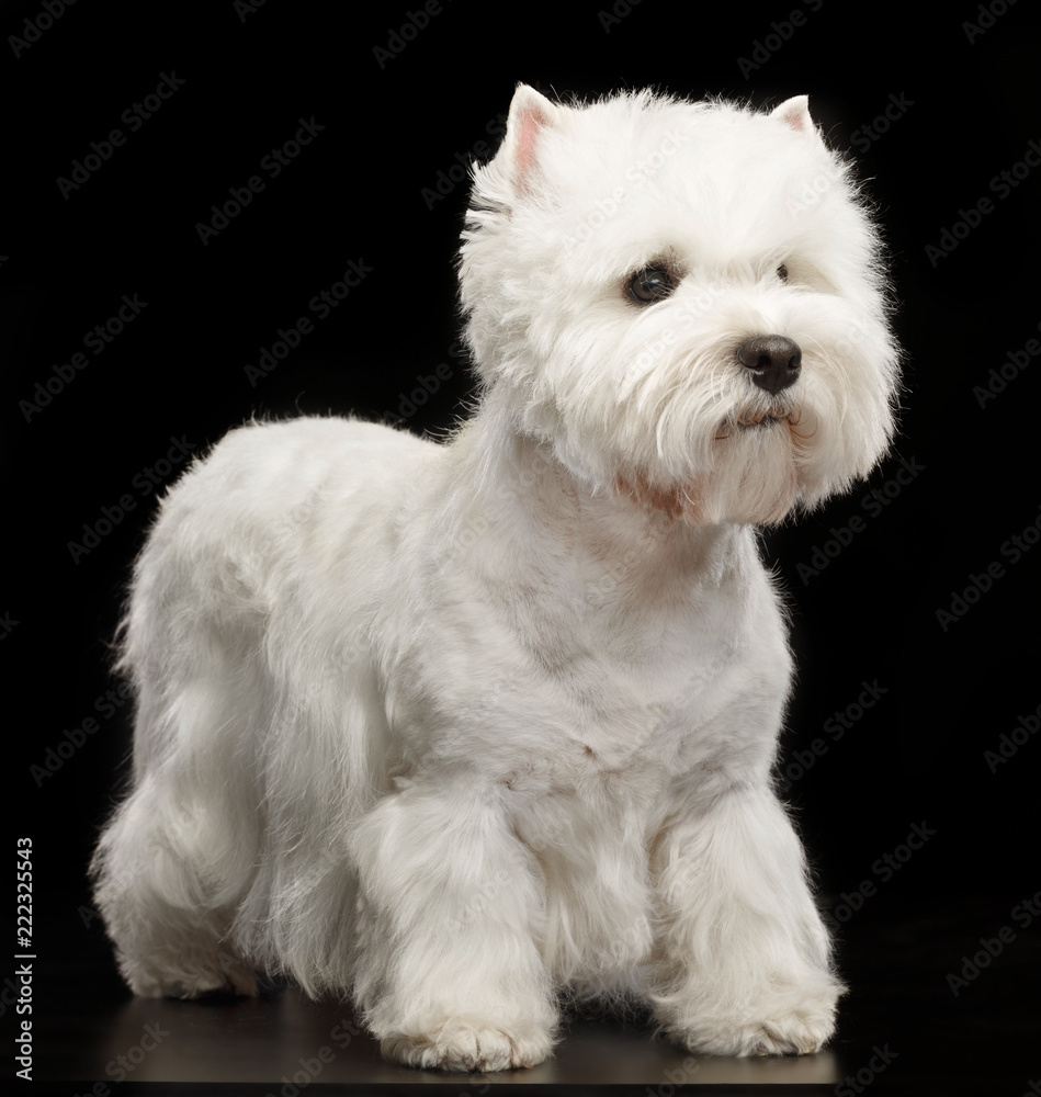 West highland white terrier Dog Isolated on Black Background in studio West highland white terrier Dog Isolated on Black Background in studio